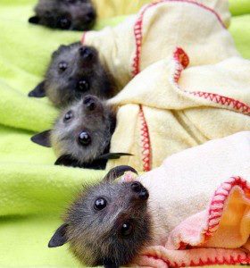 pipistrelli nursery
