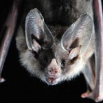 Villa Ada, installate BatBox per il pipistrelli 