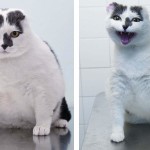 Pet Fit Club, il concorso che mette a dieta i pet obesi