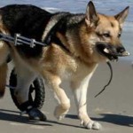 Carrellini per animali disabili, dove trovarli