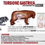 Torsione gastrica nel cane, come evitarla