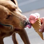 Arriva il gelato per i cani