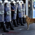 Grecia, cani in prima linea nelle proteste di piazza