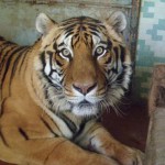 Una nuova casa per Cleo, la tigre dallo zoo di Napoli 