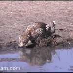 Africam, live gli animali del Sudafrica