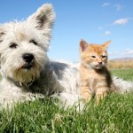 Fare testamento a favore degli animali