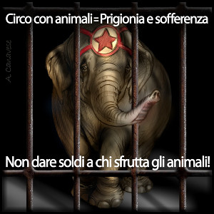 Circo animali