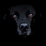 Adotta un cane nero