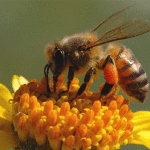 Ambiente, rapporto Greenpeace: scompaiono api, stop pesticidi