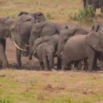 Webcam live sugli animali del Tembe Elephant Park (Sudafrica)