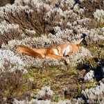 ACTION! Una mail per le volpi di Ferrara e i loro cuccioli