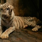 Una firma per gli animali detenuti in condizioni pessime nel Surabaya Zoo (Indonesia)