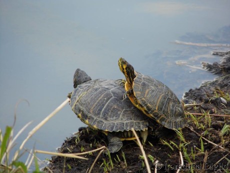 Tartaruga dalle orecchie gialle (Trachemys scripta scripta)