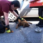 Obbligo di soccorso degli animali. Breve vademecum