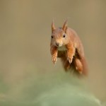 Il Progetto Life per lo scoiattolo rosso (o Progetto Death per i grigi?)