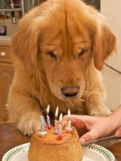 compleanno cane