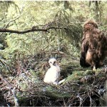 Webcam su uno spettacolare nido di Aquila anatraia minore 