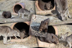 © Wildlife Kilmore Rescue Centre