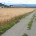 Quando un cane è felice [Video #LoL]