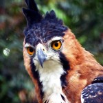 La meravigliosa Aquila ornata (Spizaetus ornatus)  [Video]