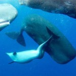 Una nuova famiglia di capodogli per il delfino sfortunato [Video]