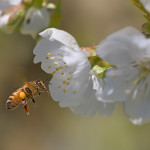 L’Europa mette al bando per due anni i pesticidi ammazza-api