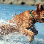 In spiaggia con il cane. Gli stabilimenti  dog-friendly