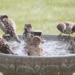 Birdgardening. Regalate una piscina agli uccellini