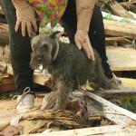 Oklahoma, sopravvissuta al tornado ritrova il suo cane in diretta tv [Video]