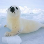 ACTION! Petizione contro il massacro di foche in Canada