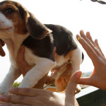 Confermato il sequestro preventivo dei beagle di Green Hill + Video Subsonica