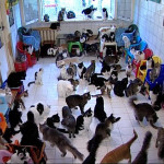 Animal hoarding, la mania di accumulo di animali