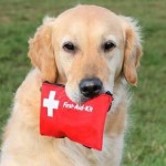 Come preparare un kit d’emergenza per cani e gatti