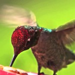 “My baby hummingbird”, il recupero di una colibrì [Video]