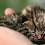 Come far accettare alla gatta balia un gattino neonato