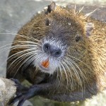 “Adotta una nutria trevigiana”. Ma le nutrie sono fauna selvatica, non domestica 