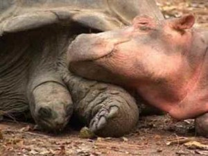 owen-mzee-sleeping-sm