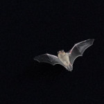 Pipistrello in casa? Ecco come farlo uscire