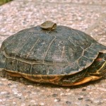 Contro l’abbandono delle tartarughe acquatiche