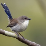 Lo scricciolo fatato insegna a cantare alle uova