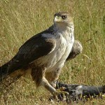 Ritrovati in Piemonte i due pulli di Aquila del Bonelli rubati in Sicilia. Uno è morto