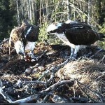 Webcam su un nido di falchi pescatori (Estonia)