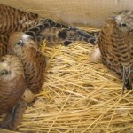 Webcam su un nido di Falco grillaio nel Parco dell’Alta Murgia