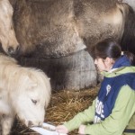 Nuova vita per gli animali del maneggio di Santarcangelo