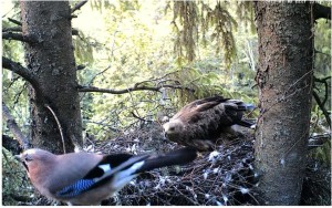 aquila estonia e ghiandaia