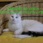 Adottare un gatto Fiv+ o Felv+: il Progetto Yoda