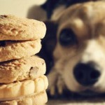 Facciamo in casa golosi biscotti per cani