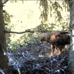 Webcam su uno spettacolare nido di Aquila pomarina