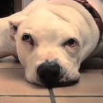 Il lieto fine di Oogy, ex cane-esca (con video)