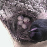 Webcam su un nido di rondini